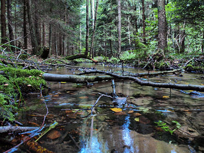Kliknij aby powiększyć Rzeka Średnia w Piereciosach.